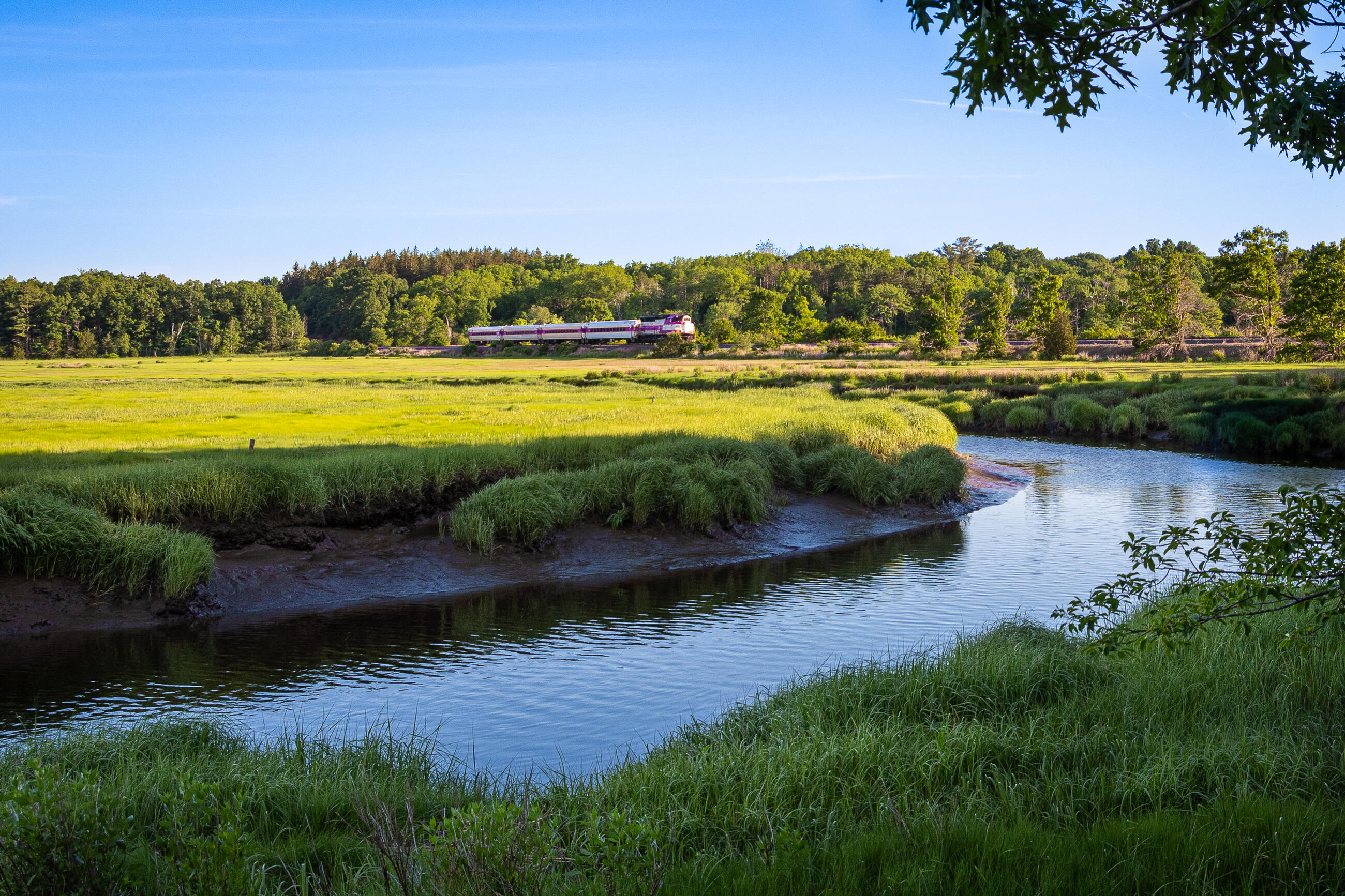 Commuter Rail passing by wetlands
