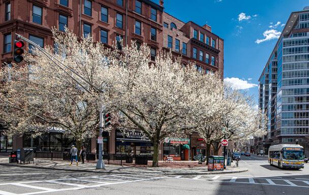 Springtime in Boston: Trees with white flowers, with a Route 43 bus passing by